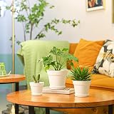 T4U 16CM Plastic Plant Pots 6-Pack with Saucers White Indoor Outdoor view 7