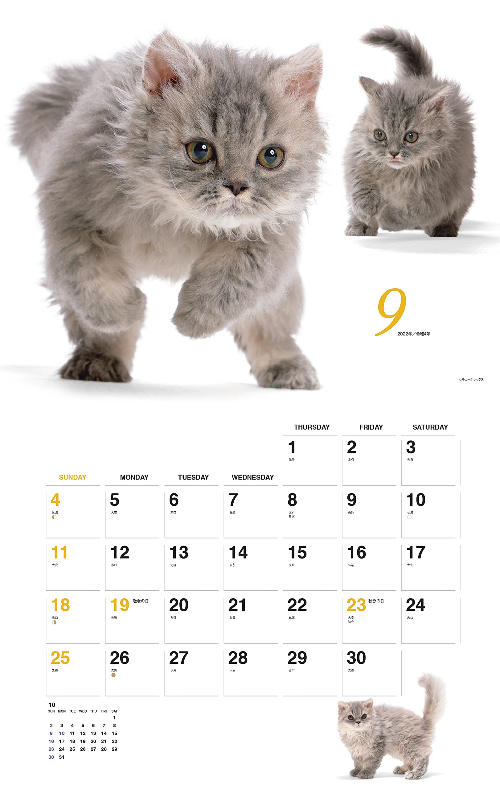 Amazon Co Jp 限定 カレンダー22 ほのぼの子ねこ 月めくり 壁掛け 特典データ 子ねこのpc壁紙画像 ヤマケイカレンダー22 福田 豊文 本 通販 Amazon