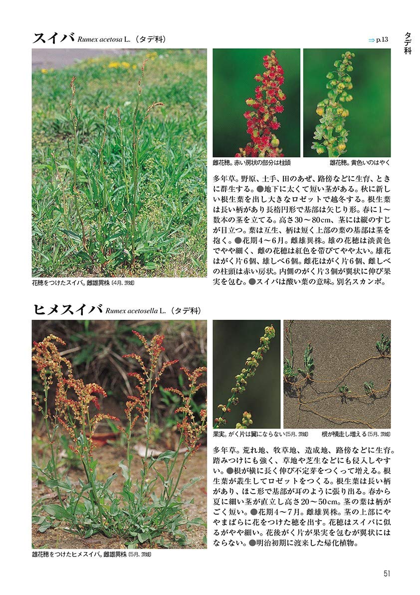 新訂 校庭の雑草 野外観察ハンドブック 岩瀬 徹 川名 興 飯島 和子 本 通販 Amazon