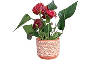 Costa Farms Anthurium, Flamingo Flower Live Plant in Decorative Pot, Air Purifying Flowering Indoor Houseplant, Home, Room, or Office Decor, House Warming or Birthday Gift, 10-14 Inches Tall