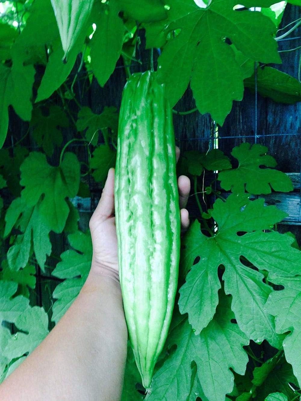 40pcs Bitter Melon Gourd ampalaya Seeds Fresh from My Garden tb
