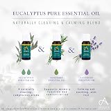 Absolute Aromas Eucalyptus Essential Oil 10ml - Pure & Natural Aromatherapy view 3
