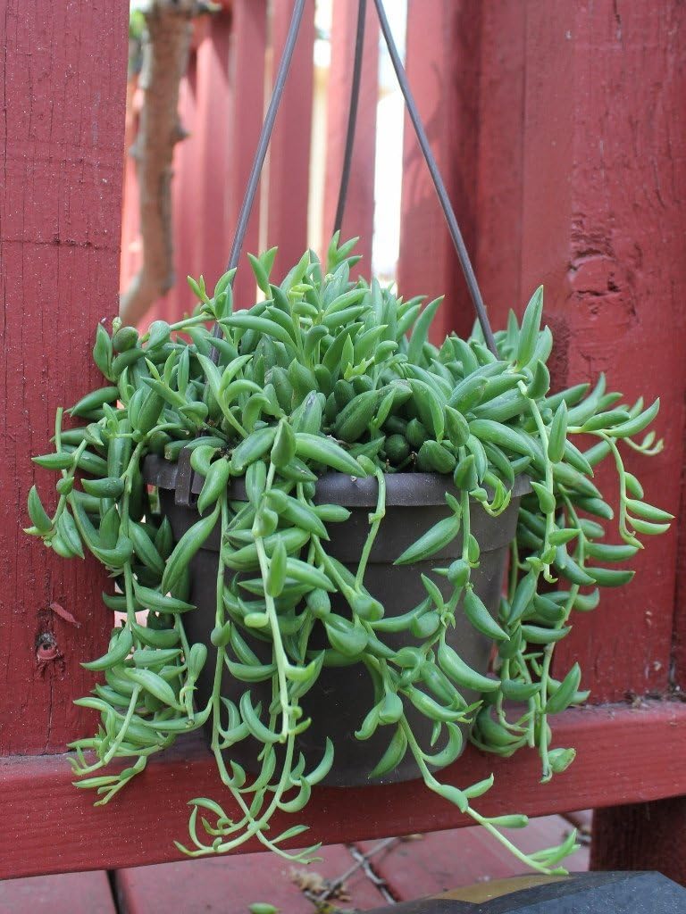 Live String of Bananas Plant Fit 1 QRT Pot