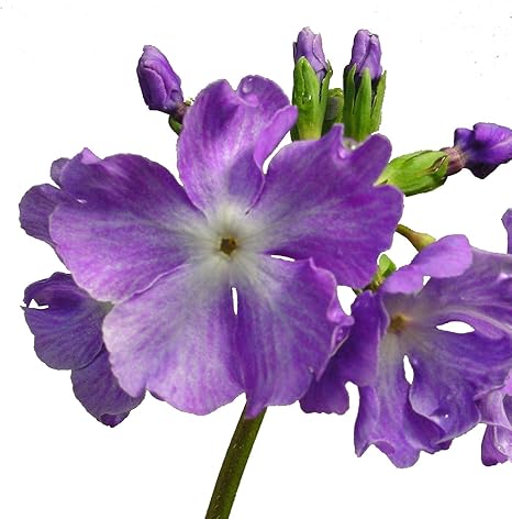Amazon 日本桜草苗 羅生門 花