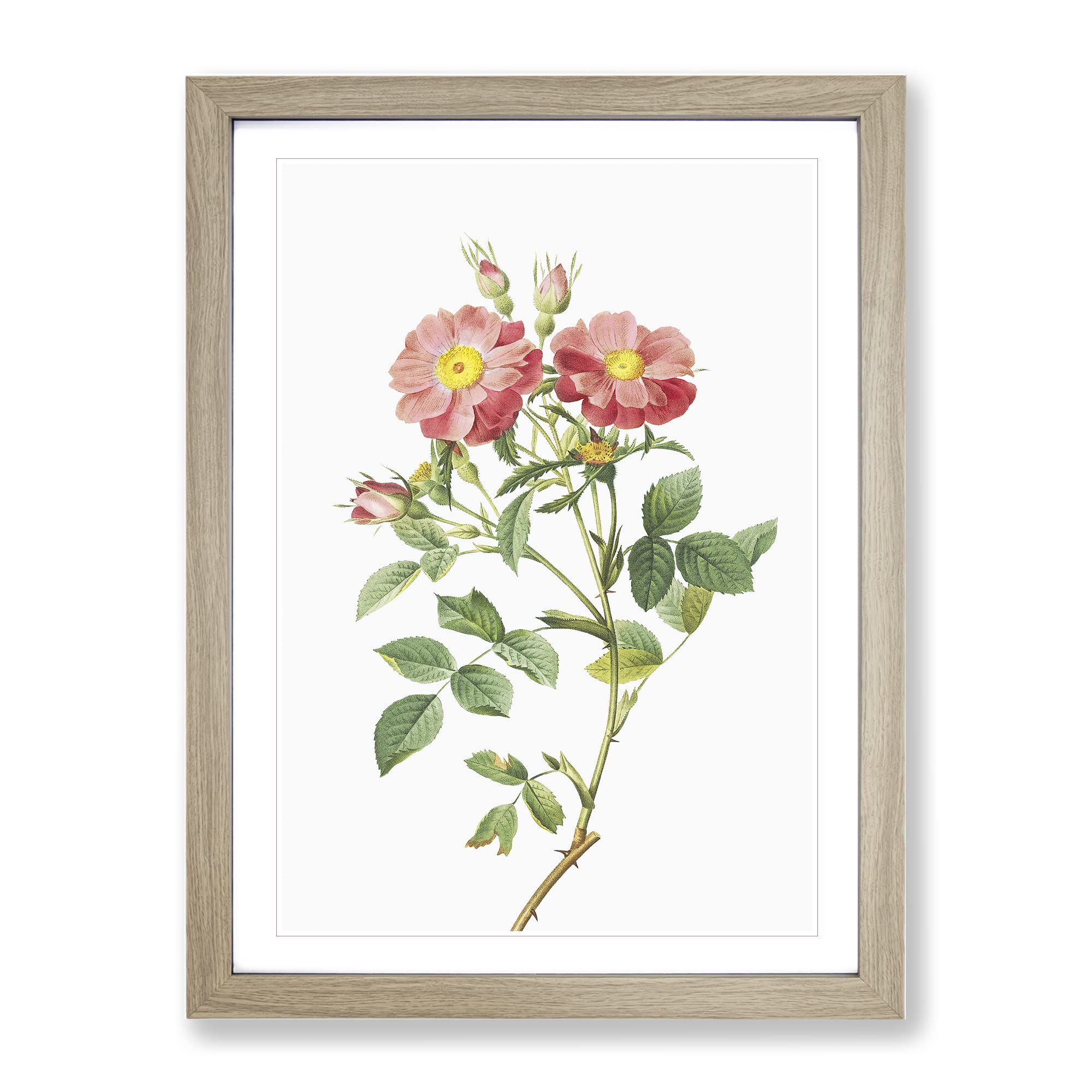 Pink Queen Elizabeth'S Sweetbriar Rose By Pierre Joseph Redoute Vintage Framed Wall Art Print, Ready to Hang Picture for Living Room Bedroom Home Office Décor, Oak A4 (34 x 25 cm)