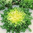 CEMEHA SEEDS - Endive Lettuce Yellow Heart Curly Frisee 50 Days for Salad Non GMO Vegetable for Planting 700 Seeds