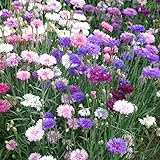 Outsidepride 1000 Seeds Polka Dot Cornflower