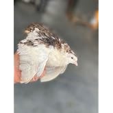20 Large Fertile Hatching Mixed Jumbo Pharoah Coturnix,Jumbo Italian, White Quail Hatching Eggs By Fox Peak Outdoor Supply LLC.