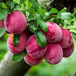 PERFECT PLANTS Bruce Plum Tree 4-5 ft. Tall Steady