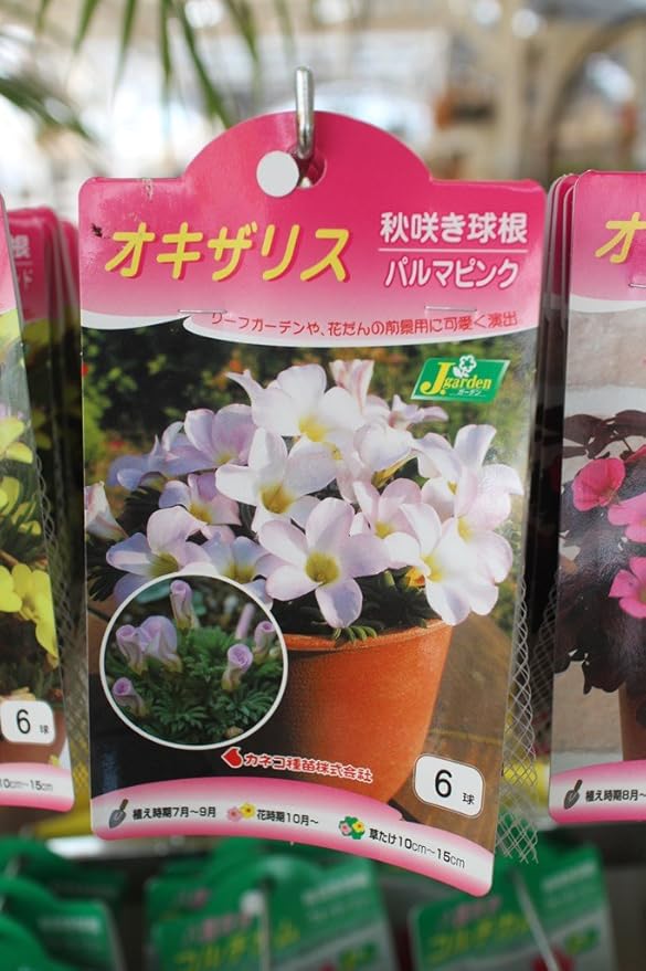 Amazon 秋植え球根 オキザリス パルマピンク６球入り 2袋セット 送料込 球根