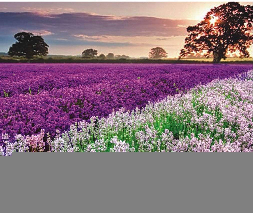 TataYang Jigsaw Puzzle, 1000 Pieces Lavender Jigsaw Puzzles, Cardboard Puzzles, Educational Games, Brain Challenge Puzzle, Themes Puzzle Sets for Family, Adults Kids Childrens