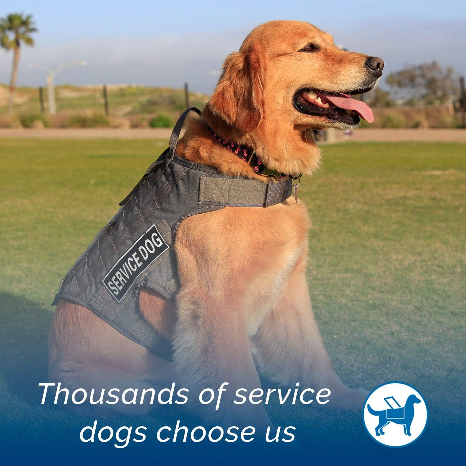 nature's select high protein dog food