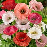 Outsidepride Mother of Pearl Poppy Seeds for Planting - 500 Pcs Annual, Drought-Tolerant &amp; Easy to Grow Wildflower Seeds with Vibrant Mix Blooms for Landscaping, &amp; Pollinator Garden