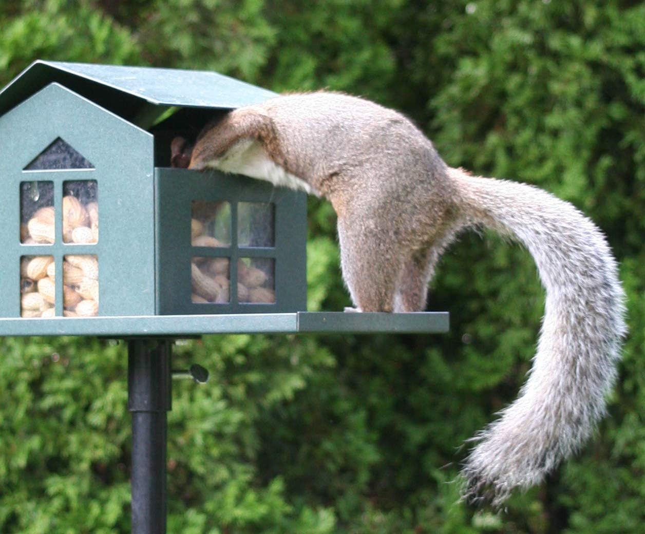 Amazon Com Erva Durable Bird Proof Squirrel Feeder If You Can
