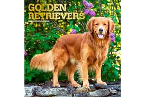 Golden Retrievers | 2026 12 x 24 Inch (Hanging) Monthly Square Wall Calendar | Foil Stamped Cover | BrownTrout | Animals Dog 