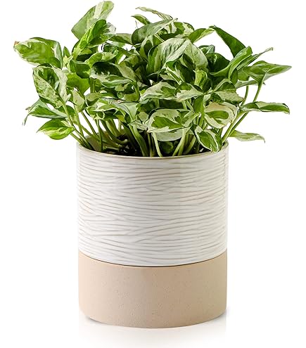 Amazon.com : ORFOFE Self Watering Planter Easyplant Pot Water Window Abs  Material Safe for Plants : Patio, Lawn & Garden
