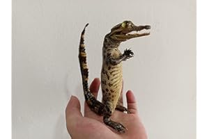 EGEN HOT 1/2/3/5/10 pcs Real Animal Skull Specimen Taxidermy Cleaned Skull Collection Fox, cat, Mink, Crocodile, Dog, Raccoon, Snake, Rabbit, Goat ，Muskrat，Nutria，Fox's paw (1pcs,Crocodile B)