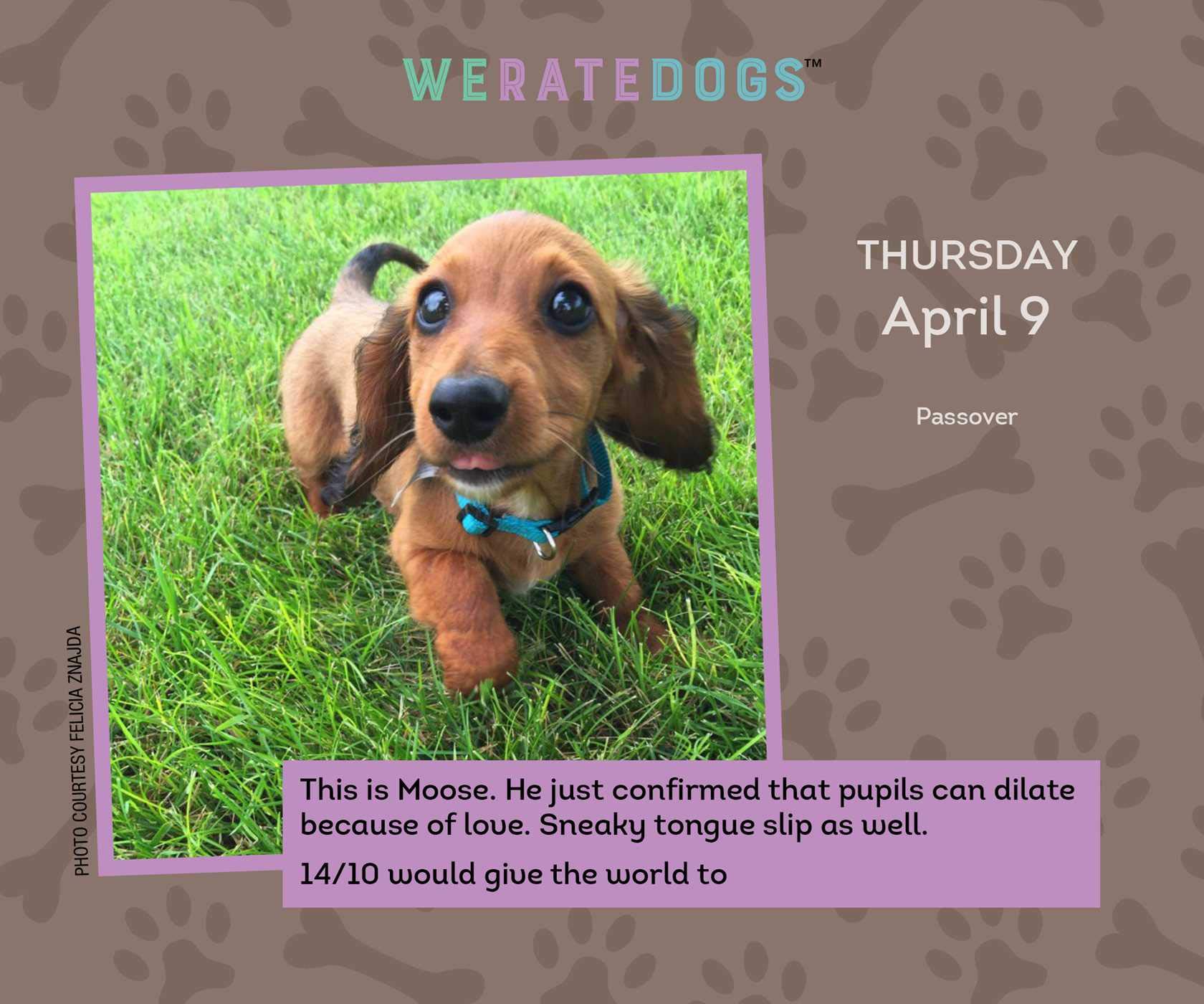 we rate dogs day to day calendar