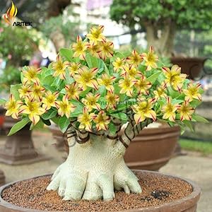 Aiden Gardens Rare Swaziland Princess Sabi Star Gemini Desert Rose Yellow Adenium 1 Healthy Live Plant