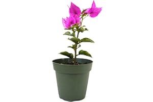 9GreenBox - Royal Purple Bougainvillea Plant -Indoors/Out or Bonsai - 4" Pot
