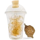 USMANTIS Praying Mantis Ootheca Egg Case with Hatching Habitat Cup - T Sinensis, Brown, Insect Terrarium, Science Kits, Indoor/Outdoor