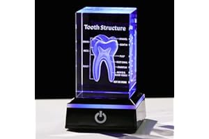 Movdyka 3D Human Tooth Anatomy Model Decor Gifts for Dentist, 3D Laser Etched Crystal Tooth Figurine Dental Hygienist Graduat