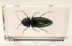 2.9" Real Snapping Jewel Beetle in Crystal Clear
