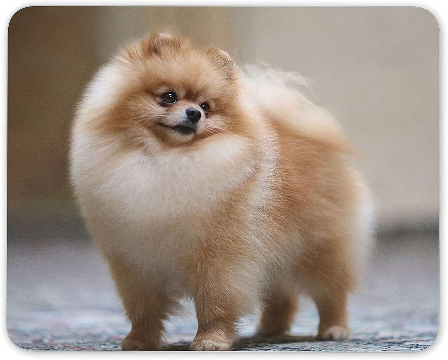 pomeranian mutt