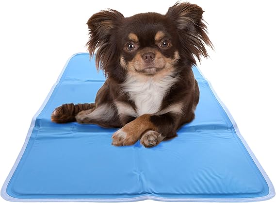 show me a blue heeler dog