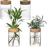 wangsdjy Separated Desktop Glass Flower Vases - Ideal Plants Propagation Stations for Living Room, Bedroom Decoration,Home Decor (4)