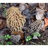 MOREL HABITAT KIT&reg; Morel Mushroom Growing Kit (Morchella) | Compatible with Any Soil Type Across the U.S., Outdoor Garden &amp; Backyard Cultivation, Full Instructions Included