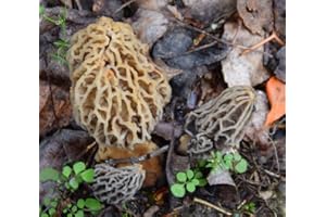 MOREL HABITAT KIT® Morel Mushroom Growing Kit (Morchella esculenta), Compatible with Any Soil Type Across The U.S., Outdoor Garden & Backyard Cultivation Set with Full Instructions - Made in The USA