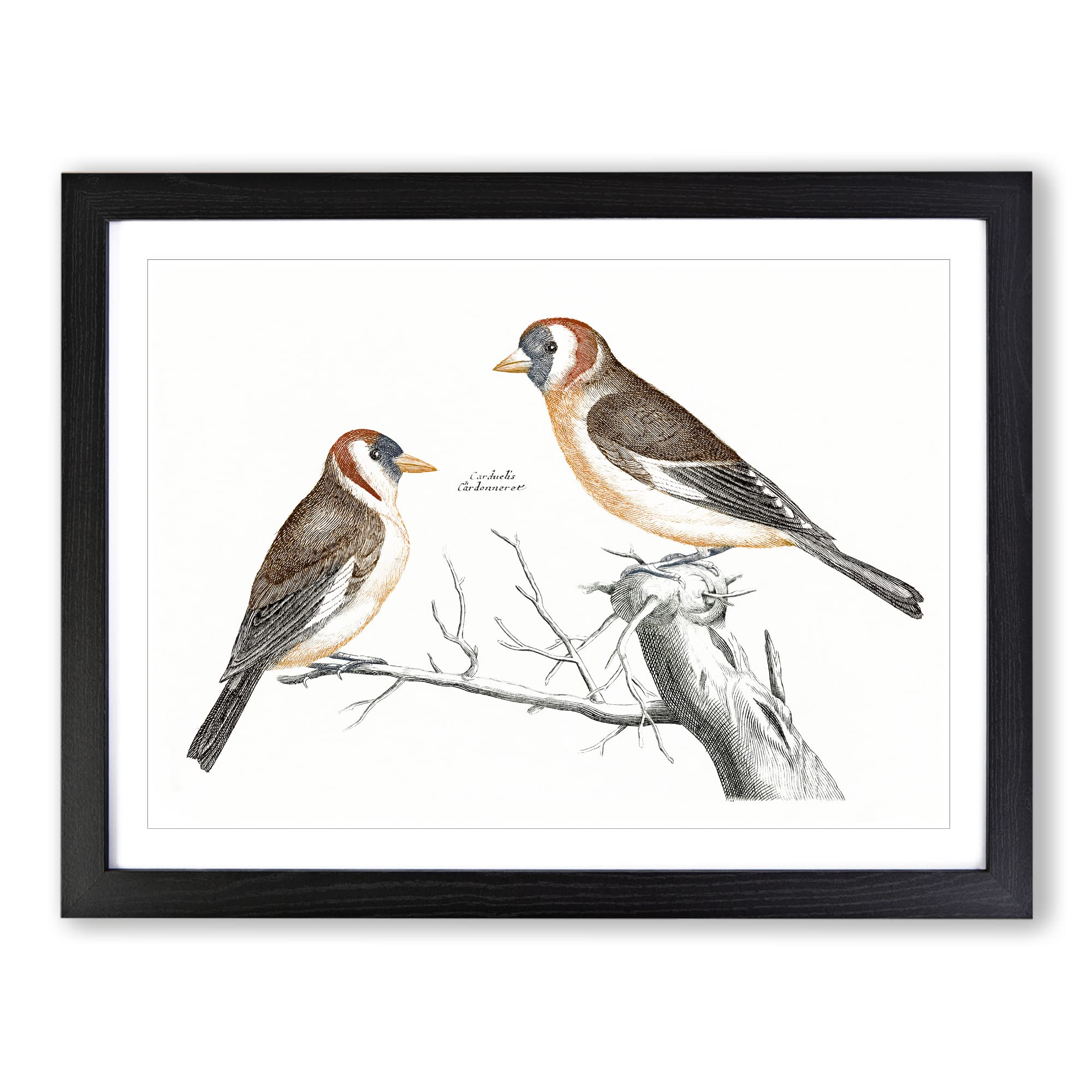 Goldfinches Bird By Johan Teyler Vintage Framed Wall Art Print, Ready to Hang Picture for Living Room Bedroom Home Office Décor, Black A3 (46 x 34 cm)