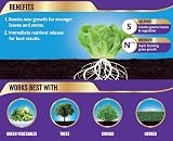 Westland Sulphate of Ammonia Vegetable Crop Food 1.5 kg view 2