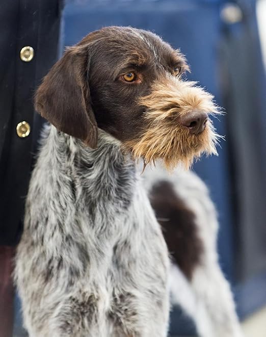 wirehaired pointer puppy