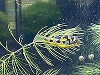 Review Image by H. W Young