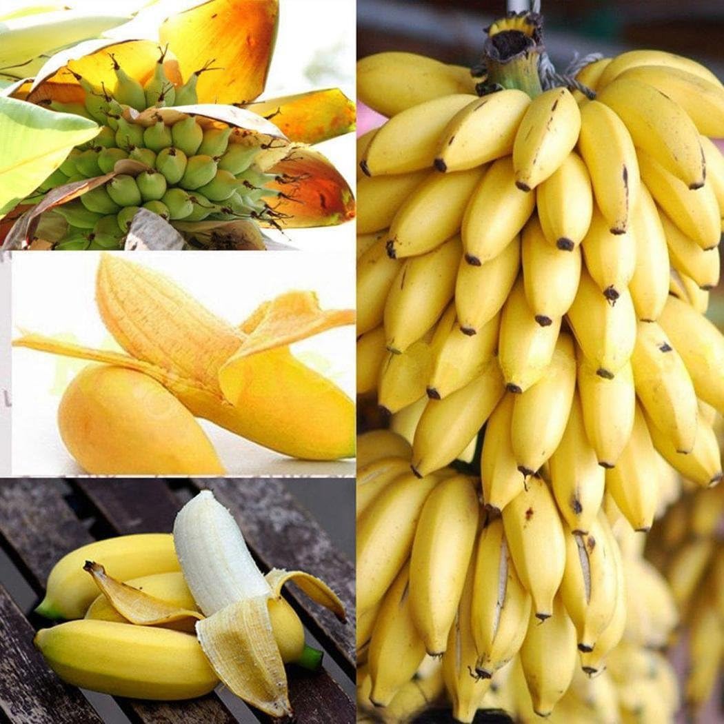 Ultrey Seed House - Rare Dwarf Banana Tree Seeds Mini Banana Bonsai Seeds Exotic Plants Bonsai Milk Flavor Fruit Seeds for Home
