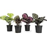 Calathea Prayer Plants Live House Plants Kit (4 PK), Calathea Plant Live Indoor Plants Live Houseplants, Live House Plants In