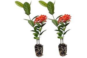 ragnaroc Maui Red 10-14" (Ixora coccinea ‘Maui Red’) 2ct - Live Plant for Indoor Outdoor Use, Garden & Landscaping - Live Arrival Guaranteed