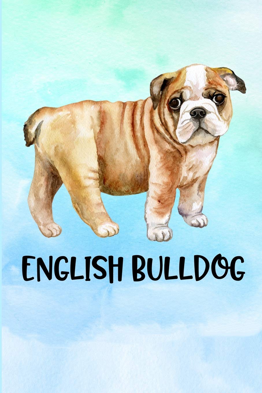 english bulldog cute