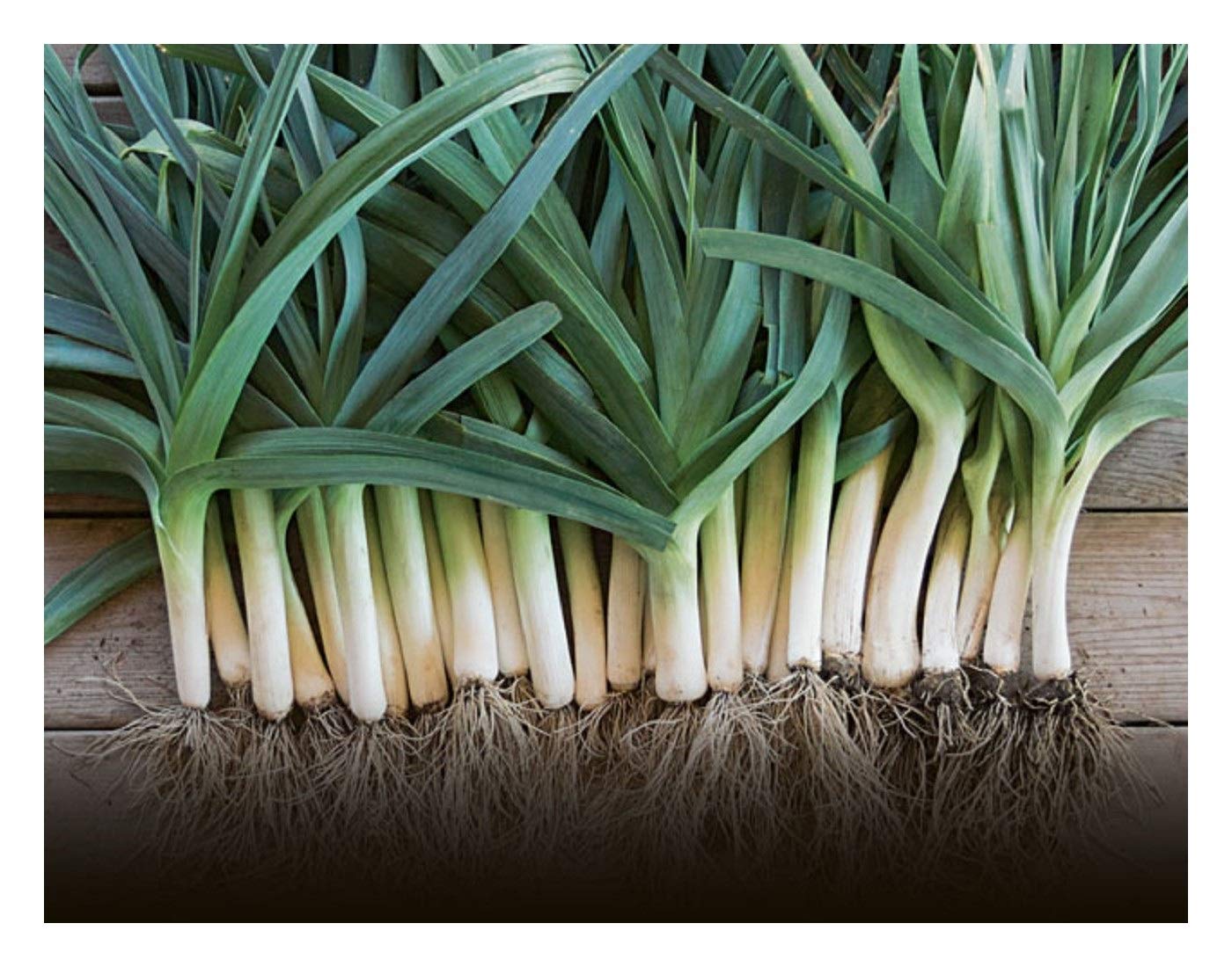 LEEK HEIRLOOM BLUE DE SOLAISE 1500 FINEST SEEDS Amazon.co.uk