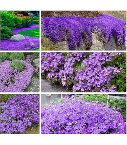 Thyme  Pink Chintz Creeping Thyme (Thymus praecox 'Pink Chintz') in