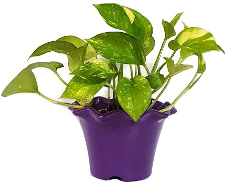 Grun Air Purifying Green Money Plant [Indoor Plant]