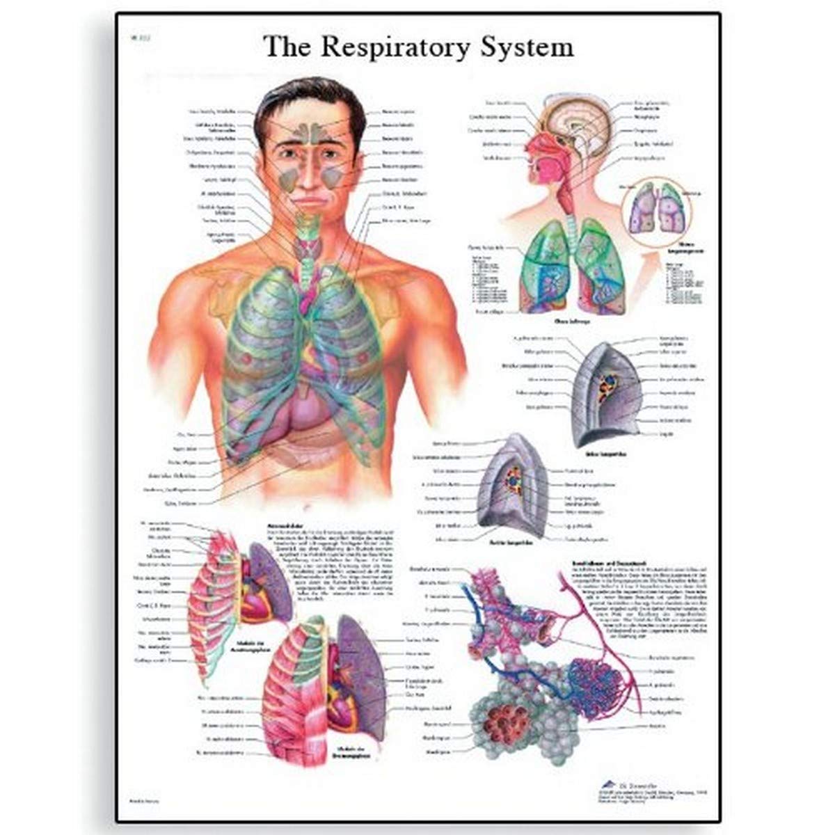 3B Scientific VR1322UU Human Anatomy - The Respiratory System Chart, Paper Version, unlaminated, 50.00 x 67.00 cms