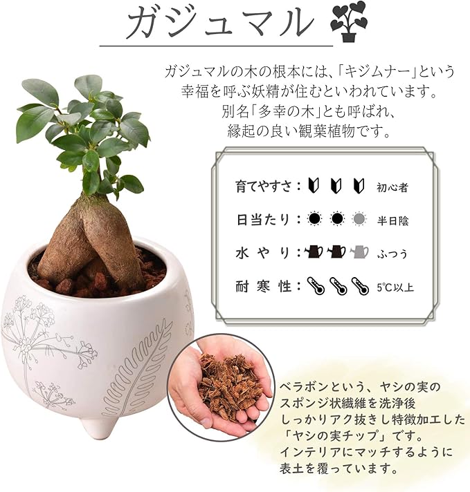 Amazon Co Jp Flower Gift Co Gajumaru Potted Plant Set Of 2 Succulent Tree Gajumal Wedding Celebration Mini Ornamental Plants Home Kitchen