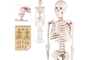 EUDDOO Mini Human Skeleton Anatomy Model - Science Classroom Skeleton Model Tool, Teaching and Learning Aids - 1/2 Life Size