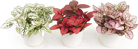 Amazon 陶器２寸ミニ観葉ヒポエステス3色セット 観葉植物 オンライン通販