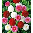CEMEHA SEEDS - English Daisy Mix (Bellis Perennis) Pompom Marguerite Annual Flowers for Planting