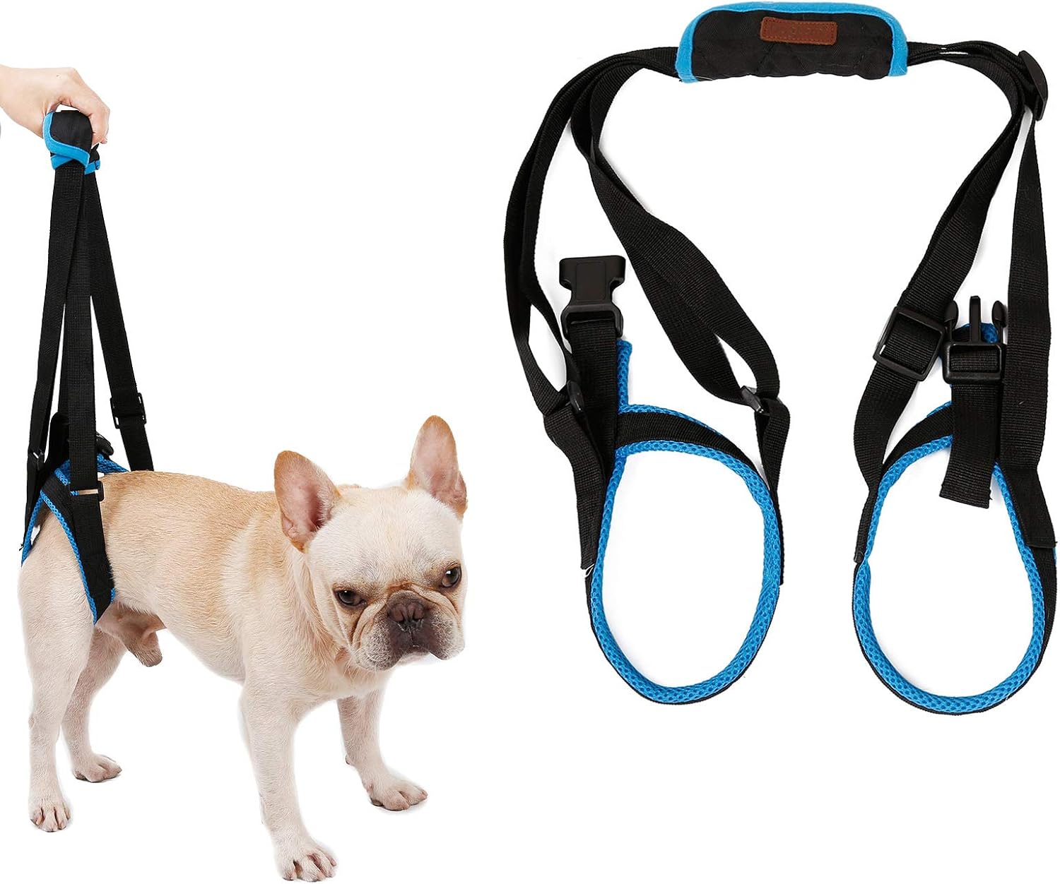 bulldog back legs not working