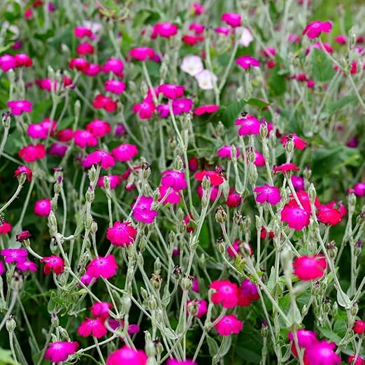 Rose Campion seeds Lychnis coronaria Garden & Outdoor